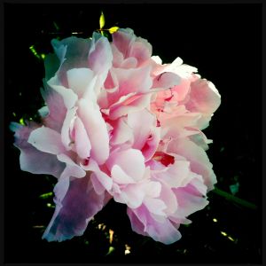 The Four Points are Thus Beheld