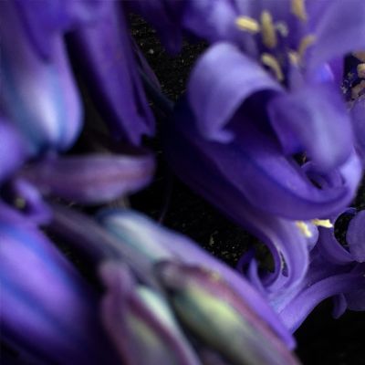 Shows - Innermost Essence