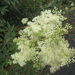 The Apples of the A38 Show