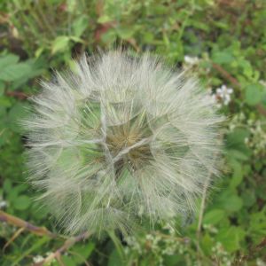 The After the Flood Show